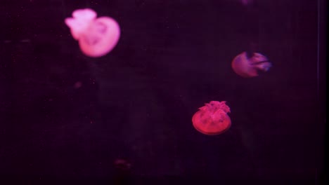 colorful jellyfish gracefully move in aquarium display