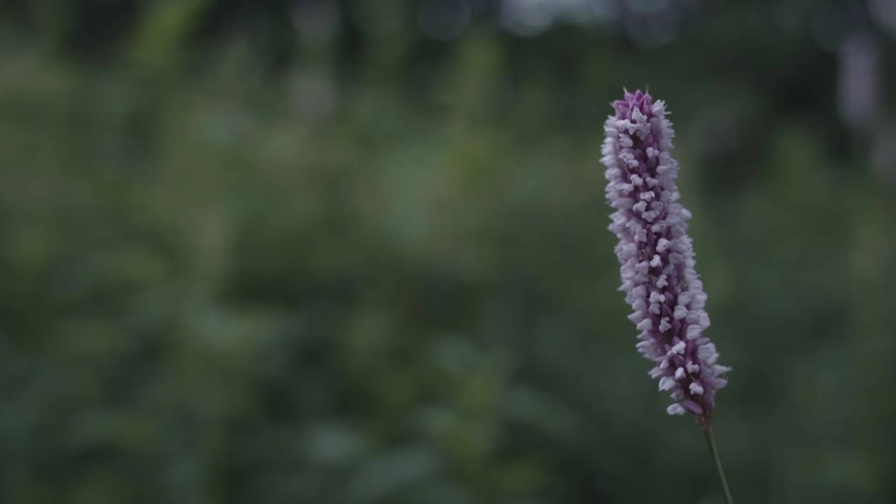 primer plano de una flor púrpura