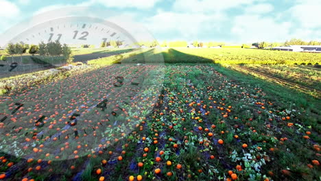 campo amplio con cultivos en crecimiento