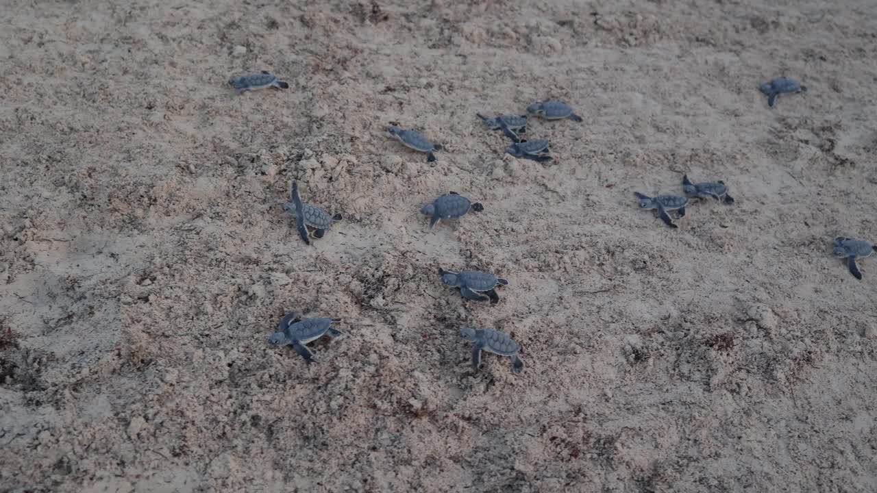 Newborn green sea turtles crawling on sand toward beach