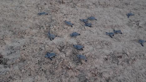 tortugas marinas verdes recién nacidas arrastrándose sobre la arena hacia la playa