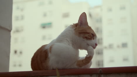 un gato blanco y naranja en el balcón