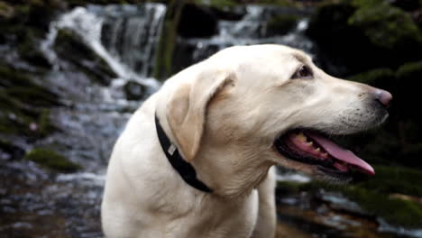 white lab looks away as waterfall flows in slow motion in background