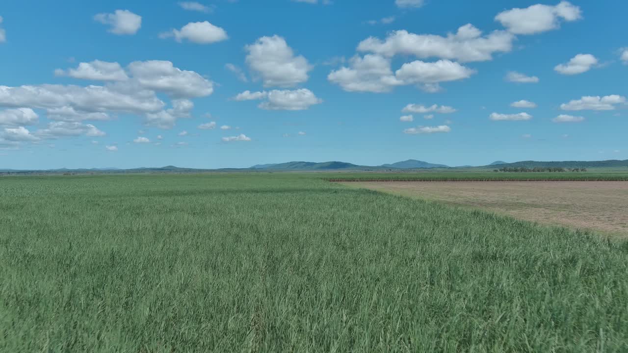 Aerial view, lush green sugarcane farm on a blue sky day with puffy white clouds and mountains.