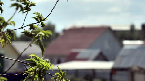 green leaves in front of village houses