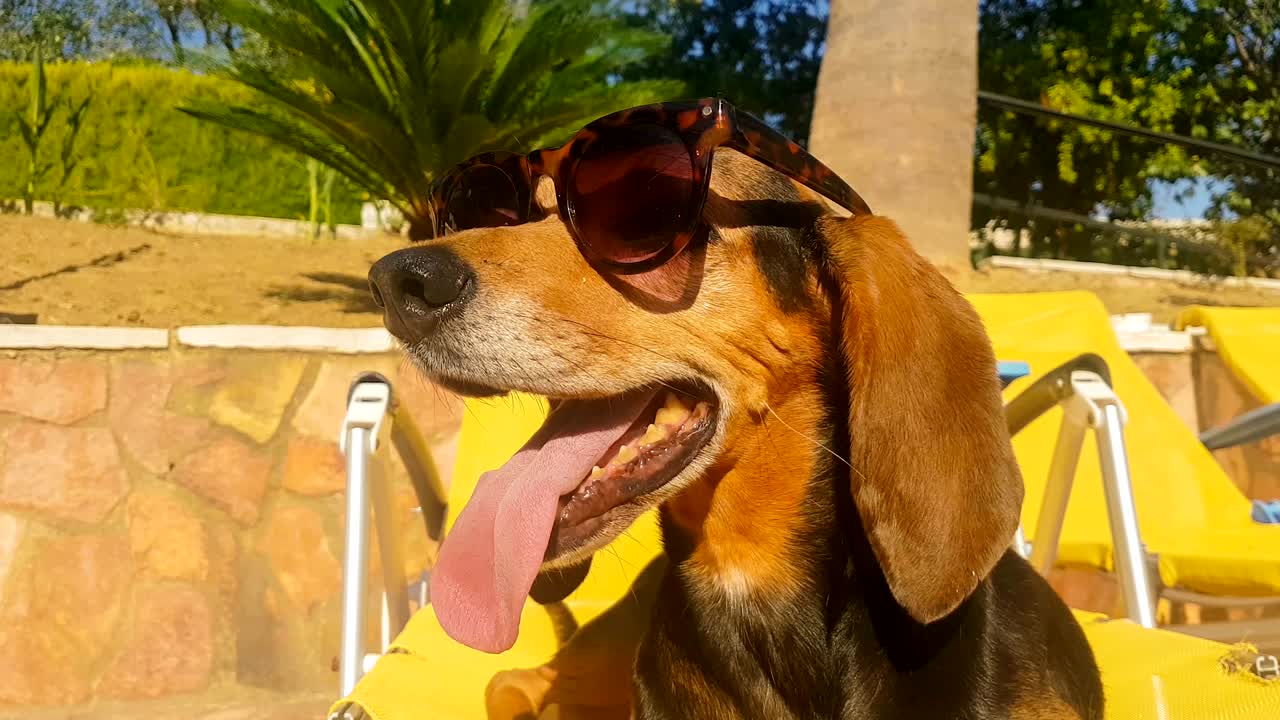 un perro lindo sentado en una chaise longue con gafas de sol. un momento de verano.