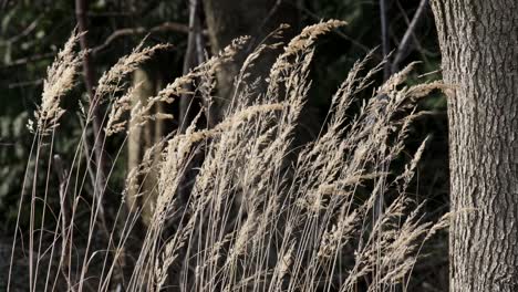 Una-Cosecha-De-Pastos-De-Invierno-Balanceándose-En-Una-Ligera-Brisa-De-Primavera,-Inglaterra