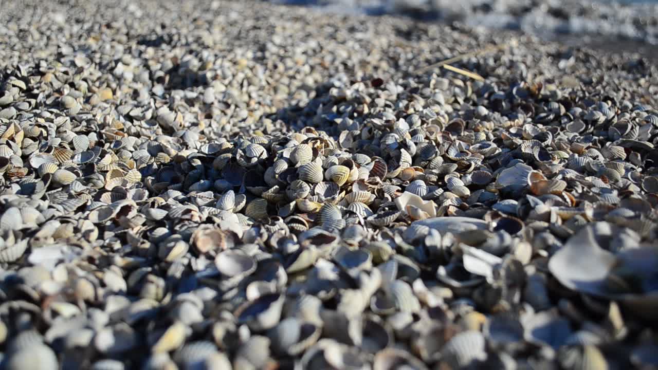 Spiaggia marina e conchiglie. Conchiglie e mare