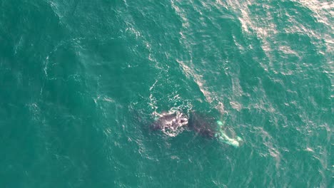 Toma-Aérea-De-Una-Pequeña-Ballena-Jugando-Con-Su-Madre-En-Aguas-Del-Océano-Atlántico