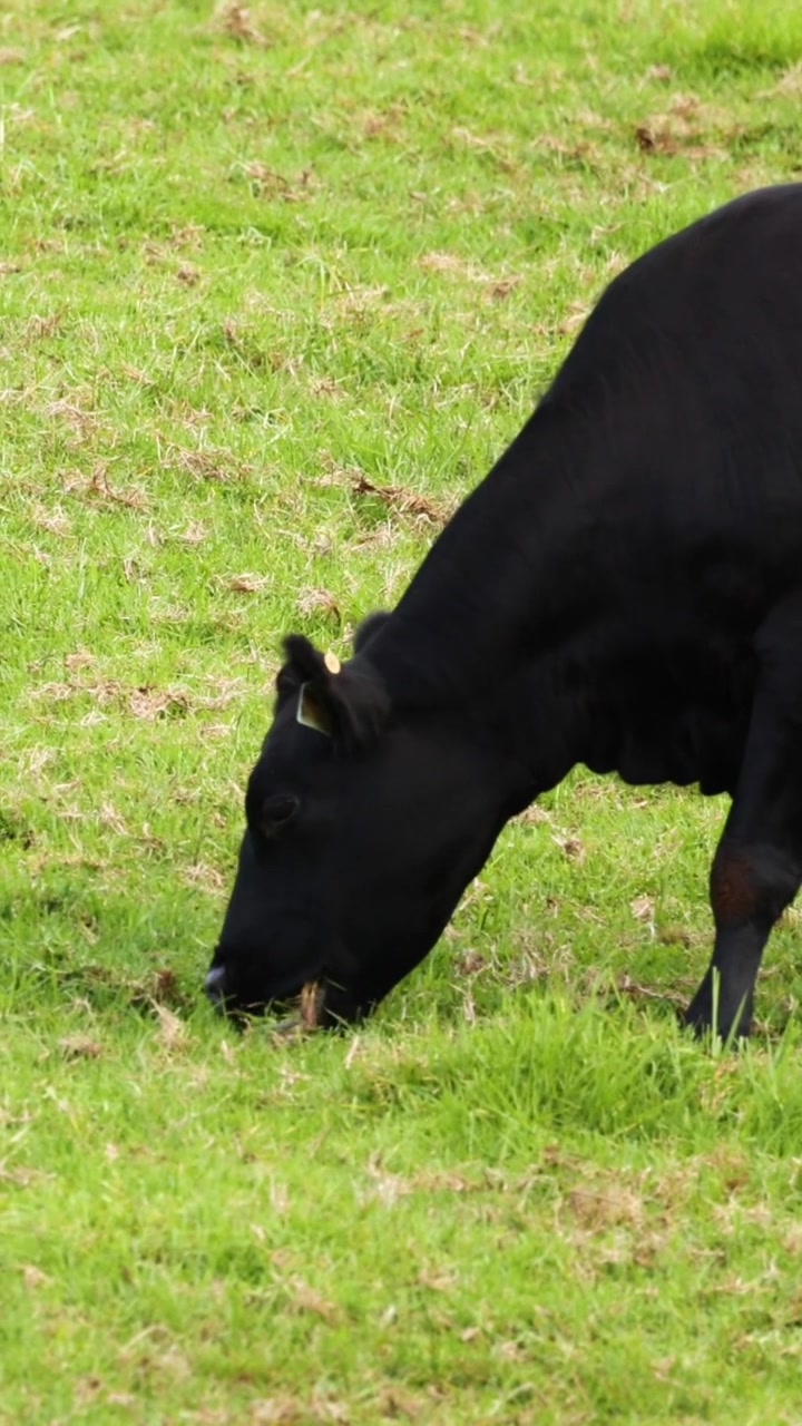 Una mucca nera pascola pacificamente sull'erba verde e rigogliosa in un formato verticale per social media.