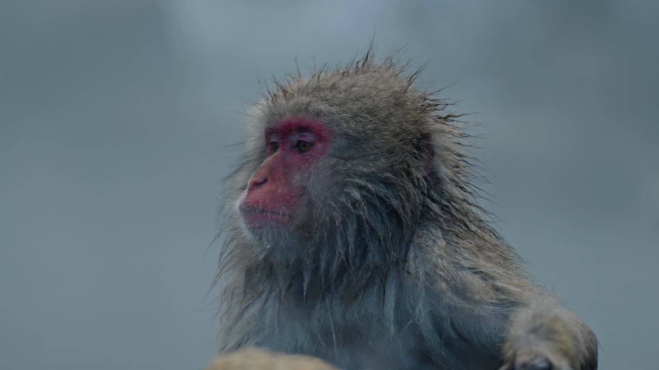 un clip sereno de un mono de nieve relajándose en las aguas cálidas y humeantes de jigokudani onsen, rodeado por la tranquila belleza del paisaje nevado en yamanouchi, japón.