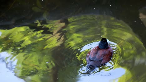 a duck swimming in a calm pond