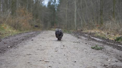 cute puppy dog running fast towards camera in huge forest on dirt road during winter in super slow motion with puppy-dog eyes in stuttgart, germany