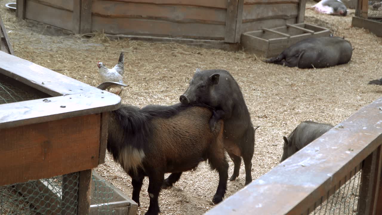 돼지는 잠을 자고 있다.