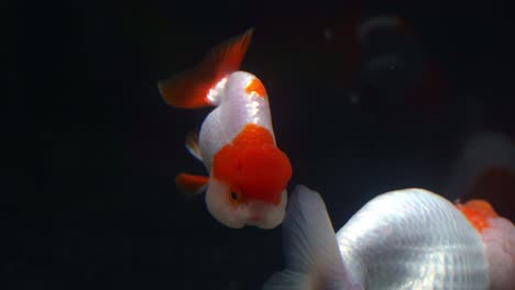 lionhead goldfish, carassius auratus auratus with bumpy head, swim gracefully and peacefully in the aquarium tank against dark background