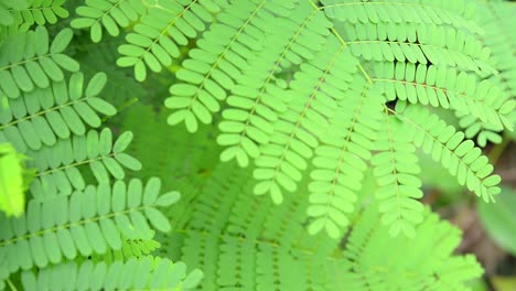 close up background of fern, soft focus