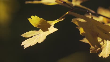 Detalles-De-Otoño.-Sony-Alfa-6400,-4k