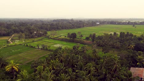 top-view-of-rice-plantations-in-Sigiriya---Sr-Lanka