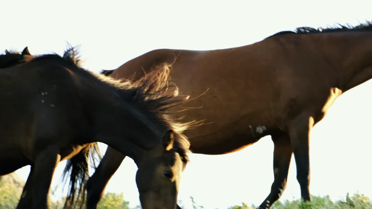 caballos salvajes vagando por las montañas. camara lenta. 4k
