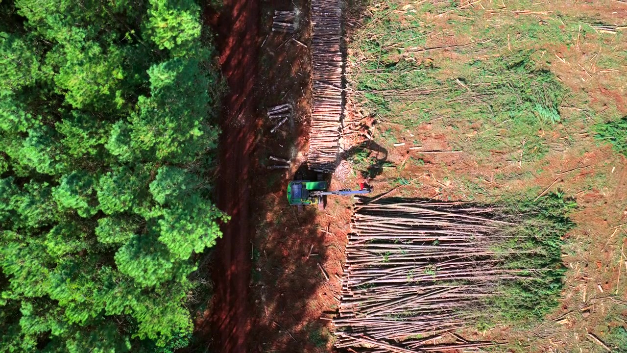 Flygfoto uppifrån över avverkning av tallplantage och avskogning i ett industriellt landsbygdslandskap