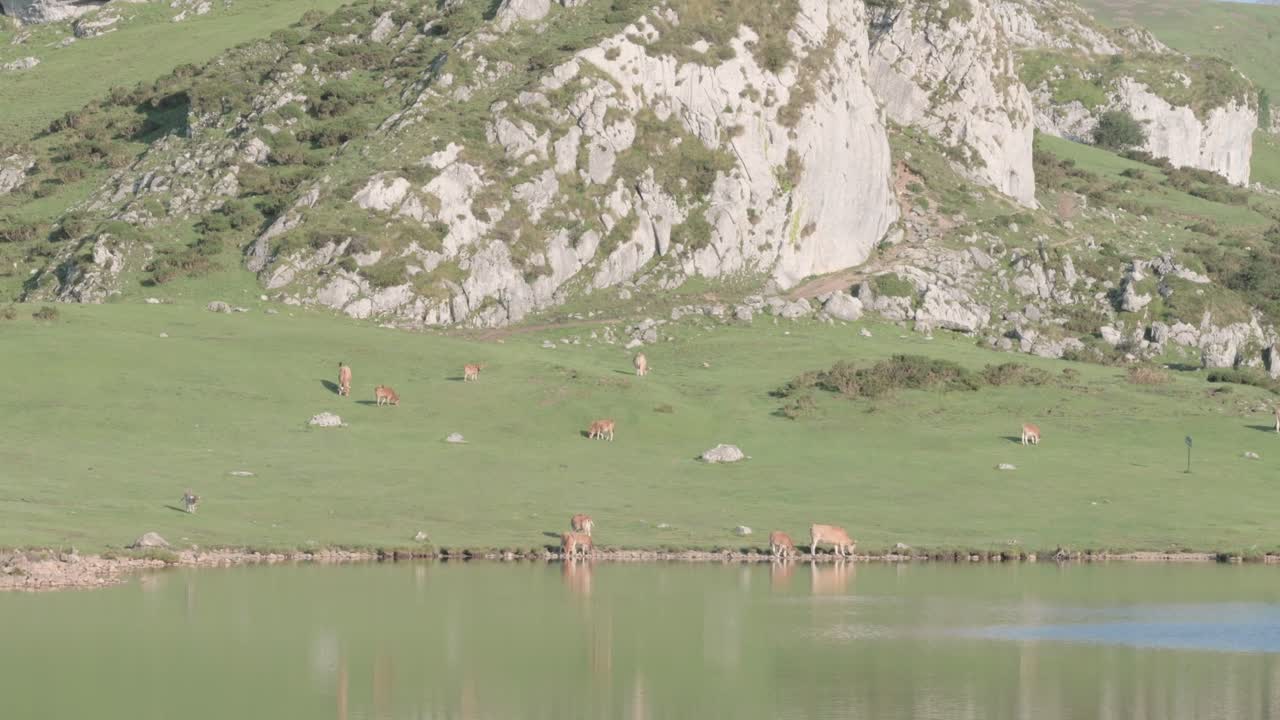 коричневые коровы и телята с коровьими колоколами в окрестностях лагоса де ковадонга, в пикос-де-европа, с горным фоном