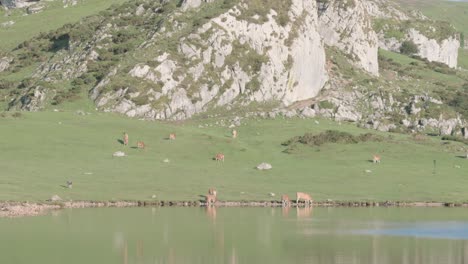 brown cows and calves with cowbells in the surroundings of lagos de covadonga, in the picos de europa, with a mountainous background