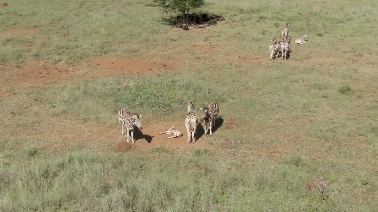 야생에서 얼룩말 가족 옆에 누워있는 얼룩말 아기의 드론 공중 영상