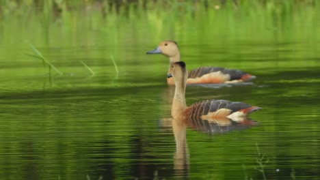 patos silbando enfriándose en el agua uhd mp4 4k
