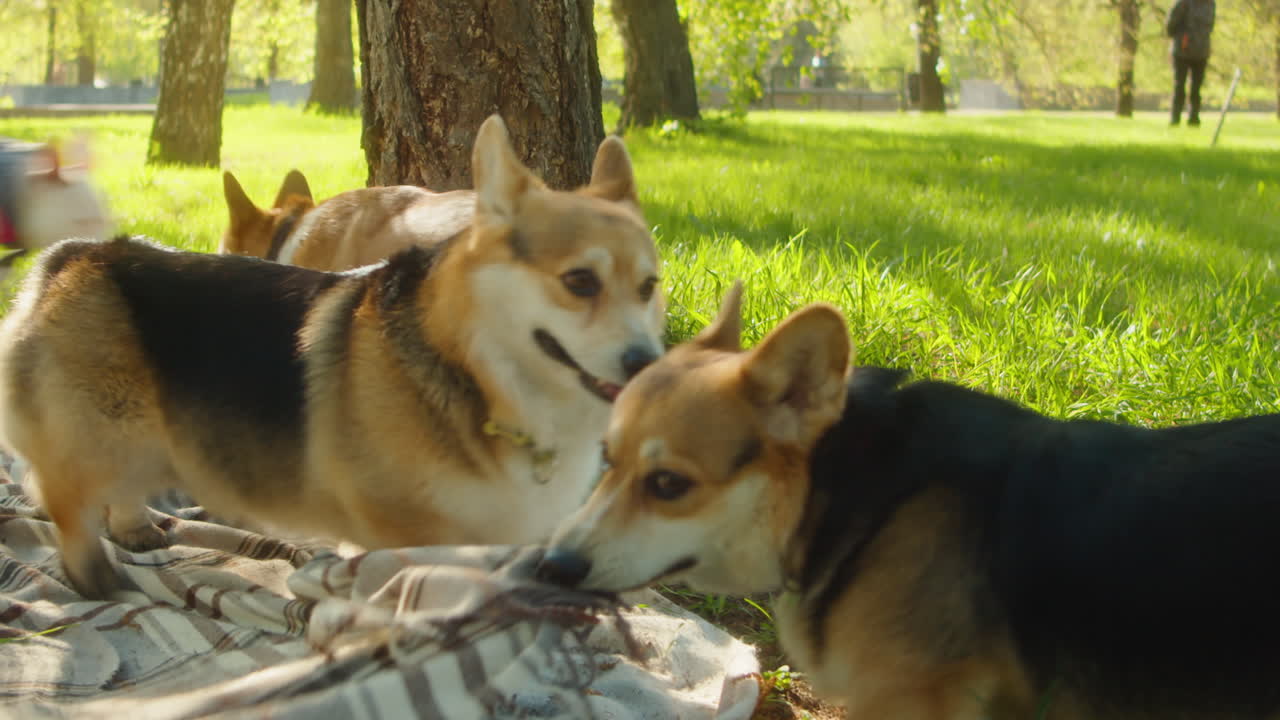 Dogs playing and exploring in a sunny park