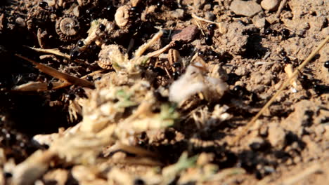 ants, black ants carrying food and supplies into their ant colony