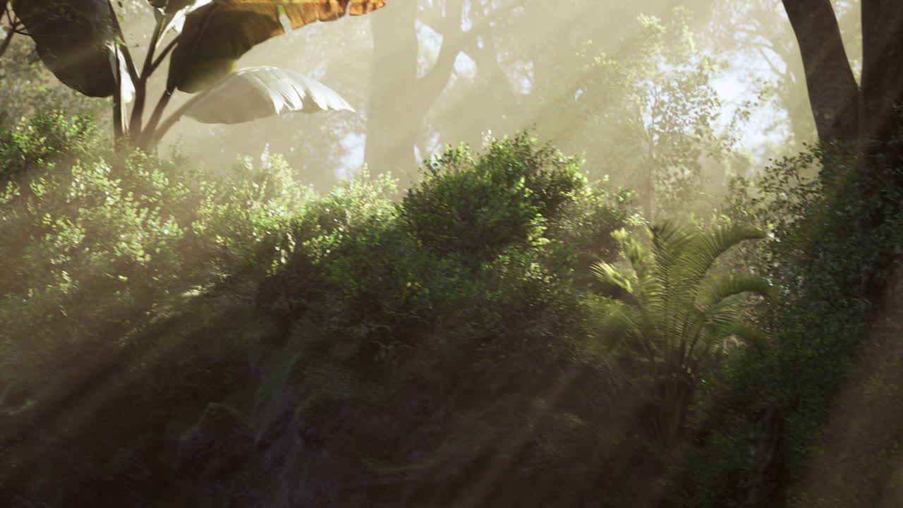 Sunlight filters through a dense canopy of tropical plants in a vibrant forest