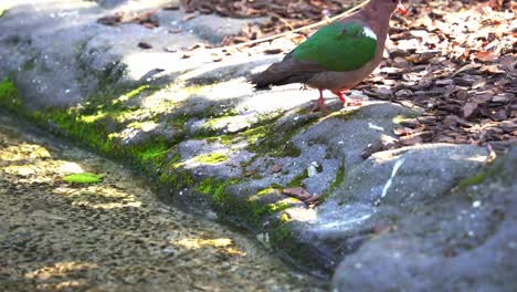 static close up shot of a common emerald dove, chalcophaps indica perching by the pond and slowly walk away