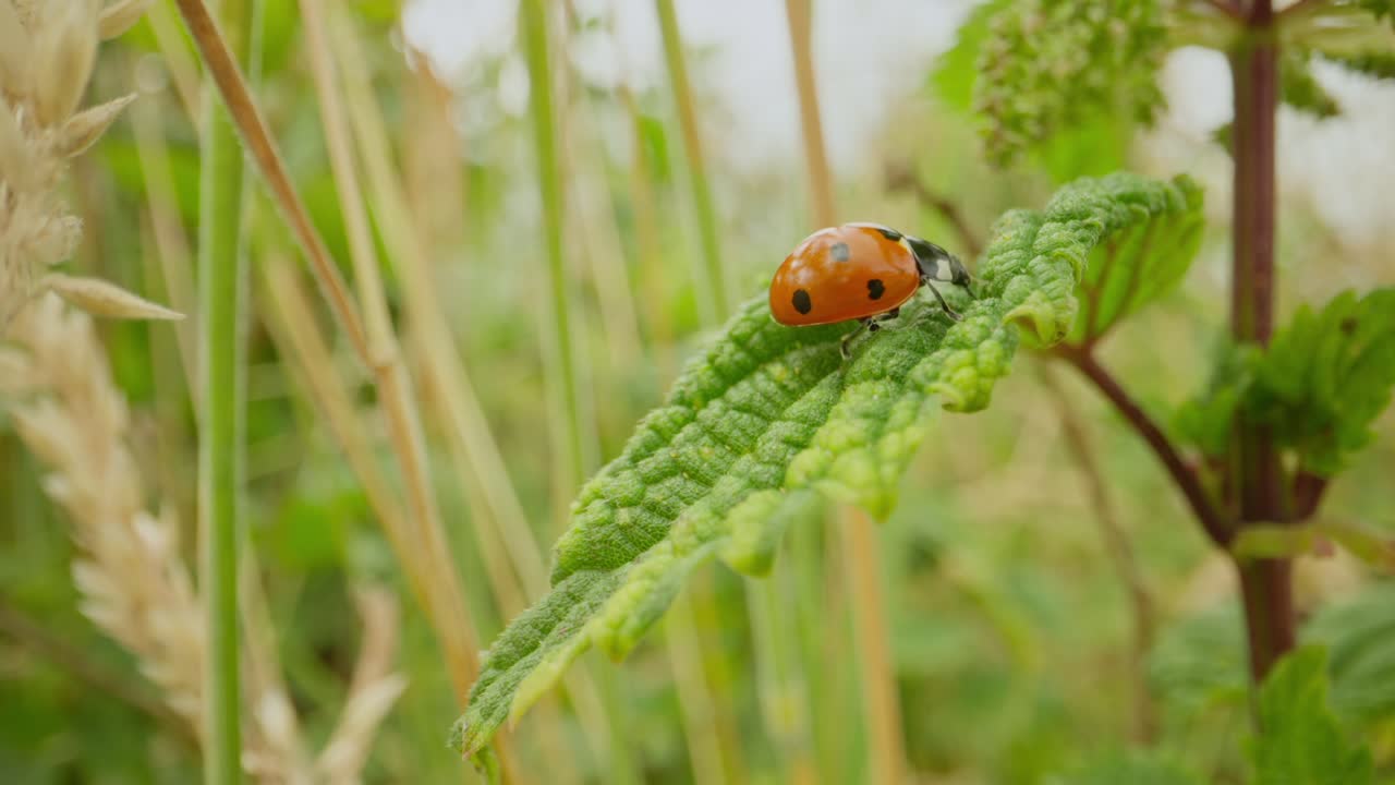 Macro detail of ladybug on green nettle leaf establishing natural insect detailed life feeding and crawling