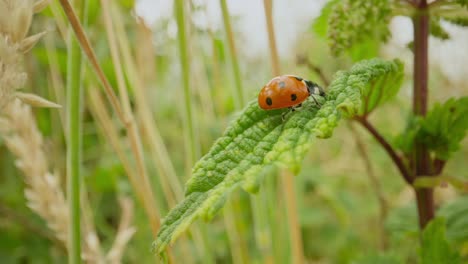 macro detail of ladybug on green nettle leaf establishing natural insect detailed life feeding and crawling