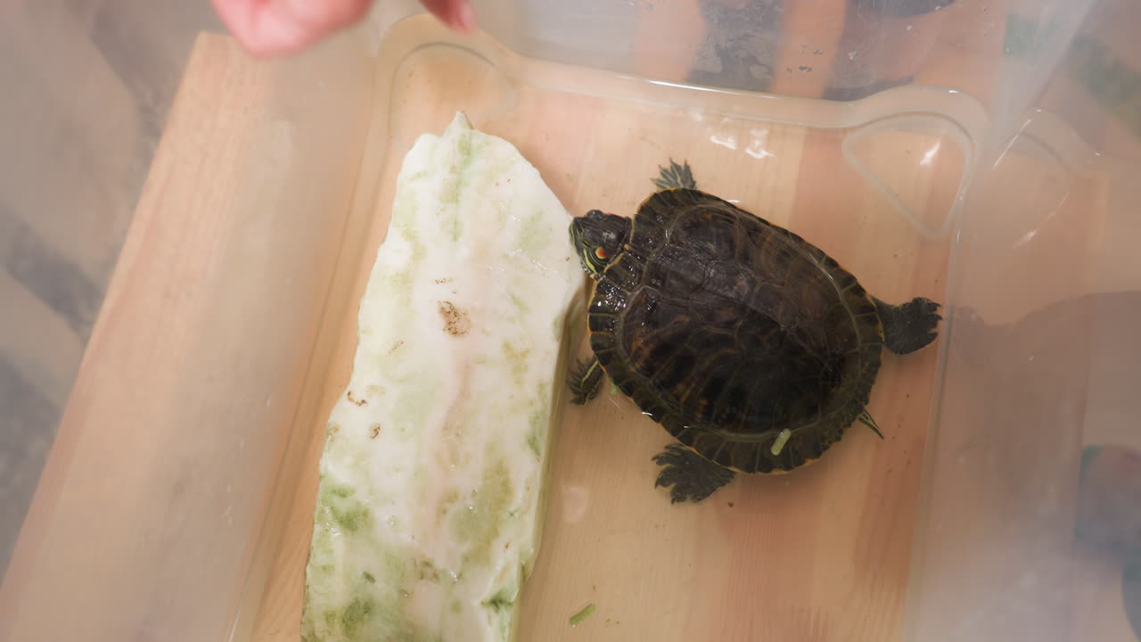 Close up top view of toddler dropping tortoise feed inside rubber container while tortoise moves near stone and looks upward, showing interaction and early learning experience with animals