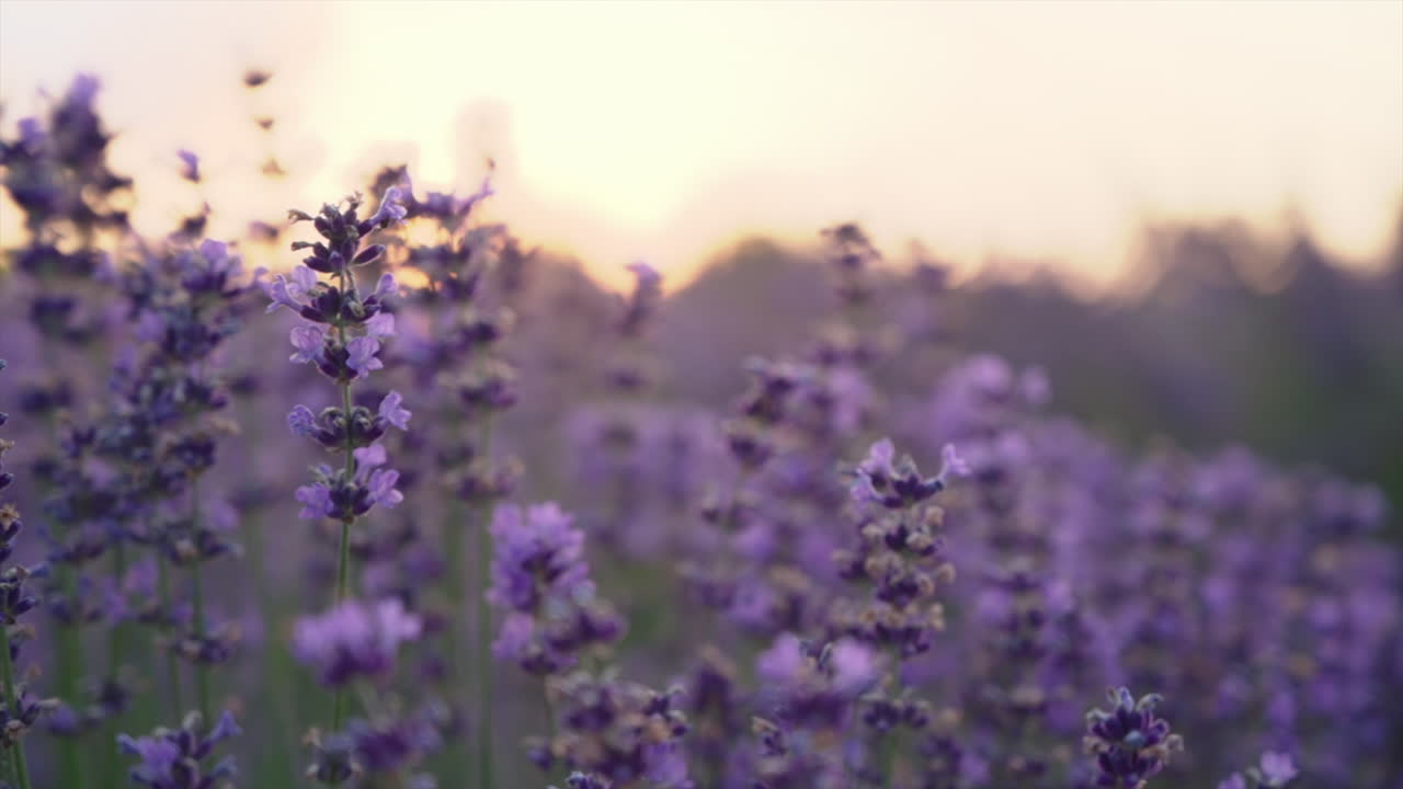 Close up of lavender branches in a filed at sunset