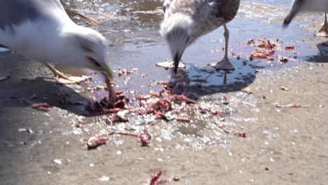 aves comiendo las sobras en el mercado de pescado en essaouira