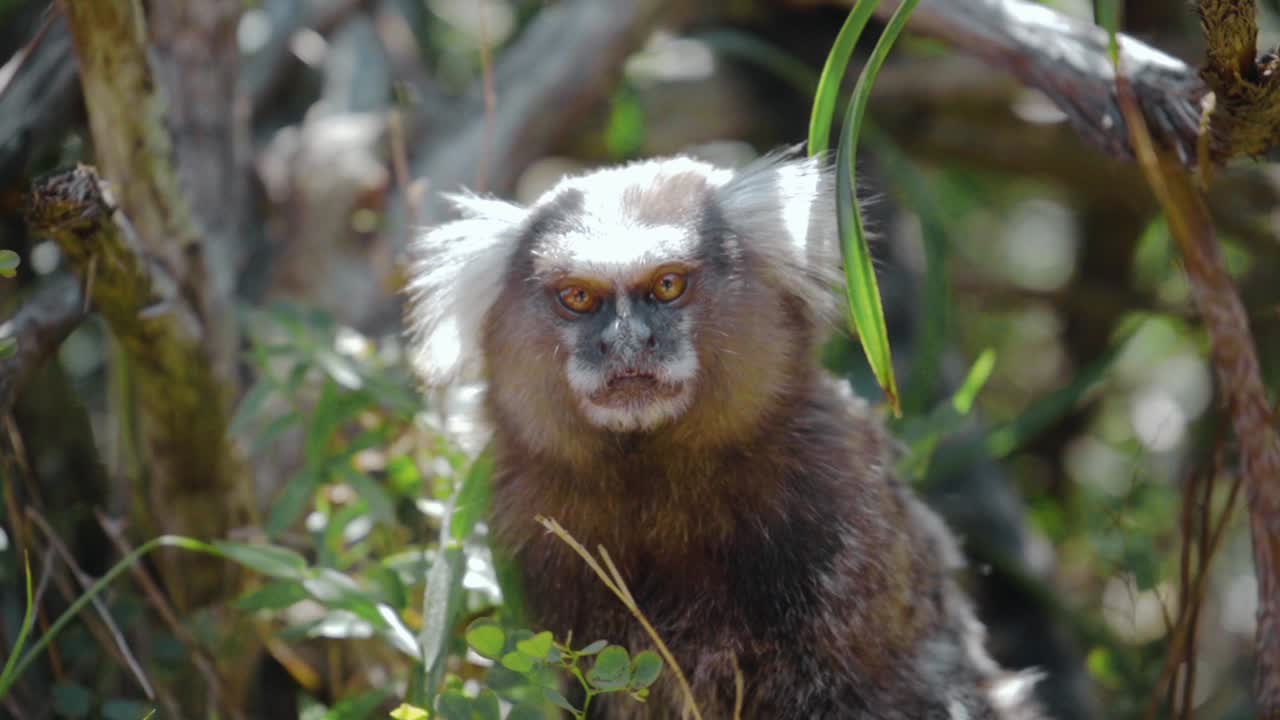 primer plano de un curioso marmoset en brasil