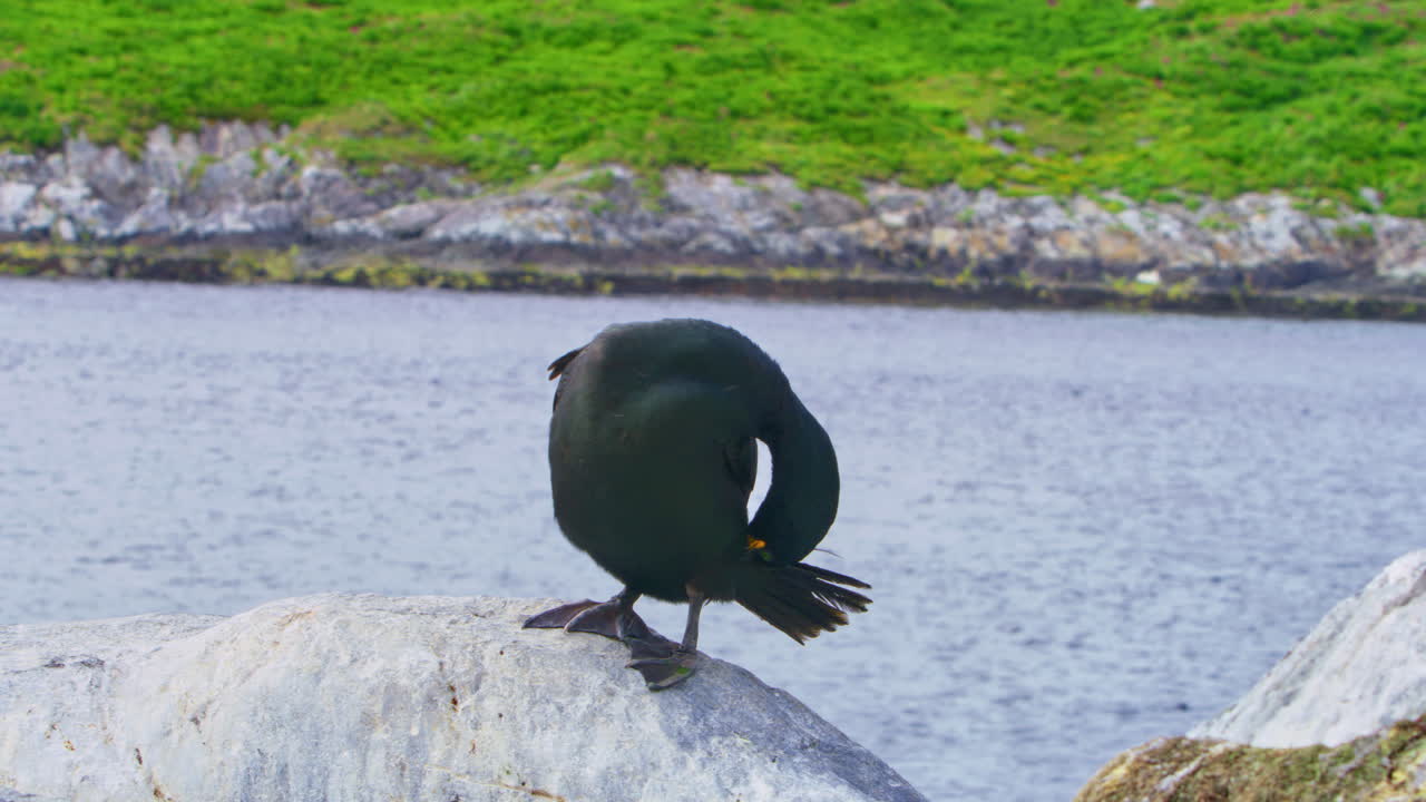 A European shag (Gulosus aristotelis) stands on a coastal rock on Hornøya Island, northern Norway, gently preening its feathers. A moment of calm and grace in the pristine Arctic seascape