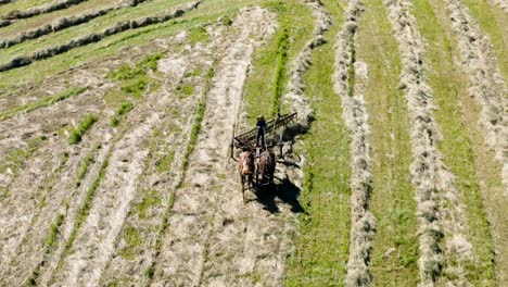 amish farm boy on horse drawn tractor bailing hay - mennonite farmer during harvest - aerial drone view in hd and 4k