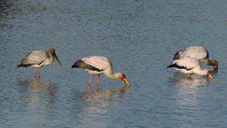 cigüeñas de pico amarillo forrajeando en aguas poco profundas, parque nacional kruger, sudáfrica