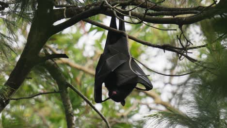 Flying-fox-fruit-bat-roosting-in-a-tree-cleaning-its-wing