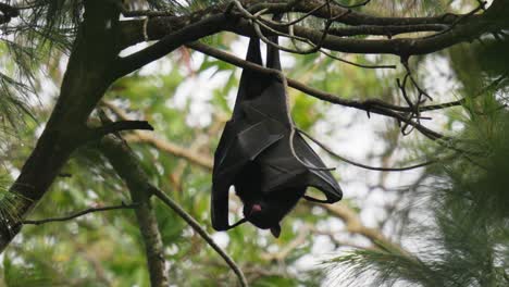 flying fox fruit bat roosting in a tree cleaning its wing