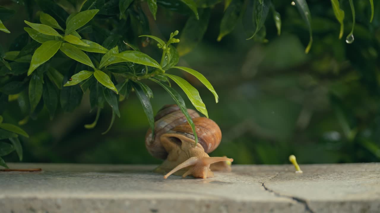 Primo piano frontale di una lumaca che esplora con i suoi tentacoli, con foglie verdi sopra.