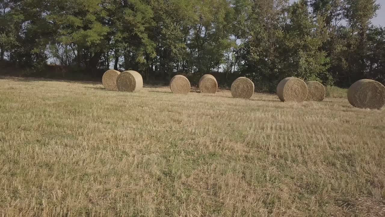movimiento panorámico de drones 4k en un campo de pacas de heno con árboles en el fondo