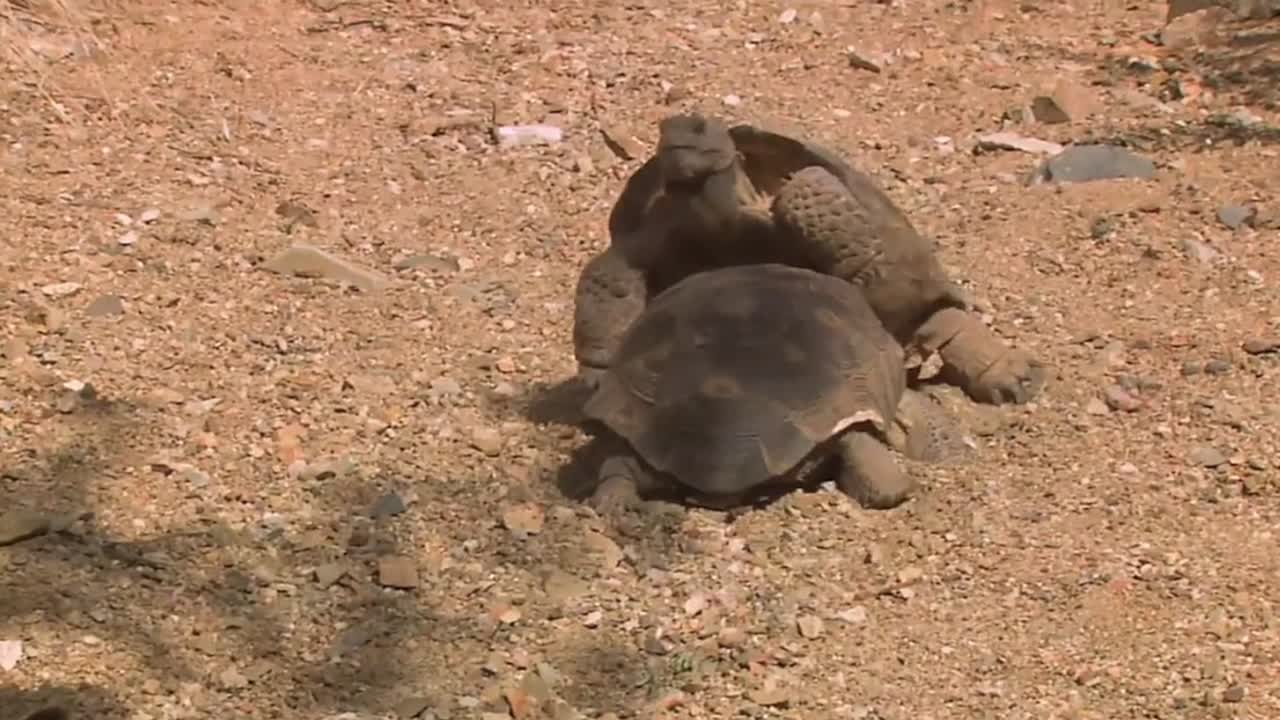 그들의 서식지에서 멸종 위기에 처한 사막 거북 1