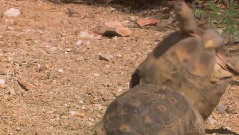 tortugas del desierto en peligro de extinción en su hábitat nativo 1