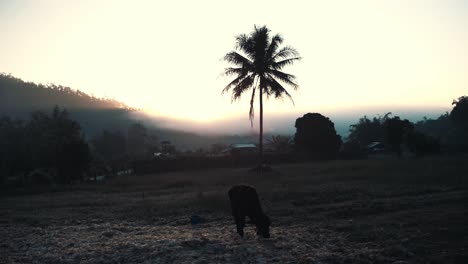A-cow-grazing-next-to-a-palm-tree-in-Thailand