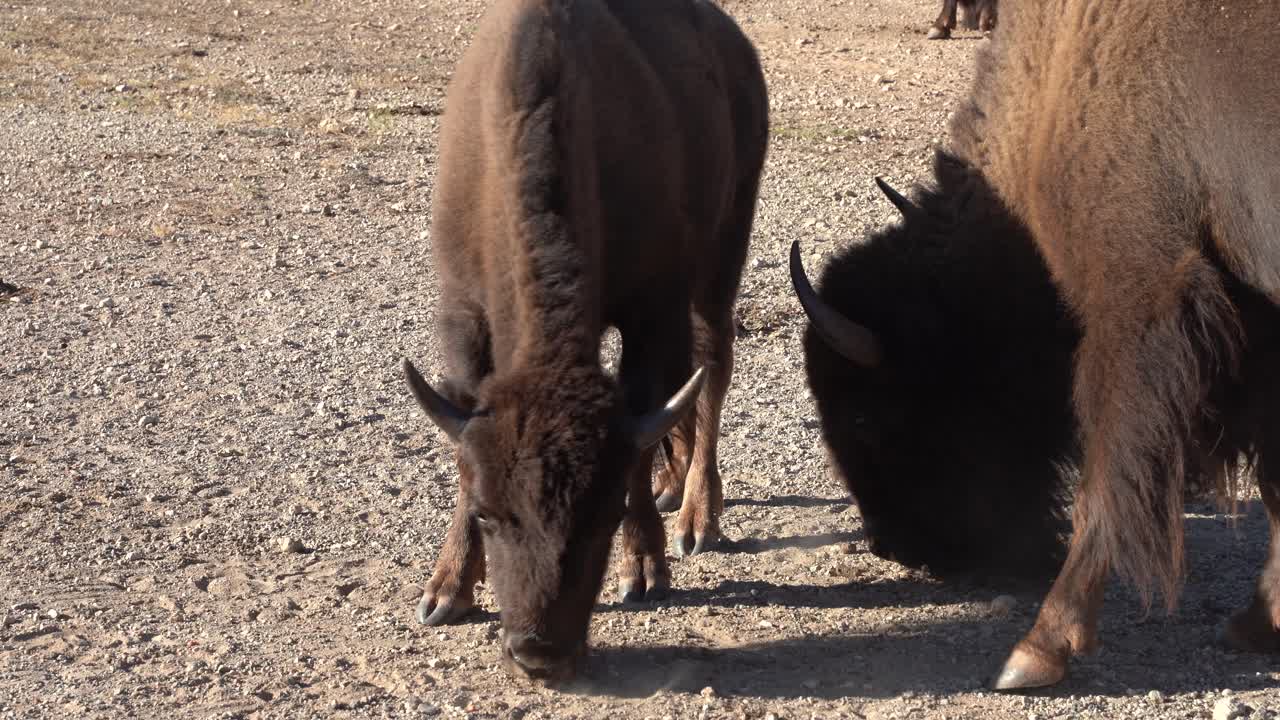 dos bisontes comiendo de cerca