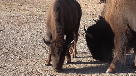 two bison eating close up